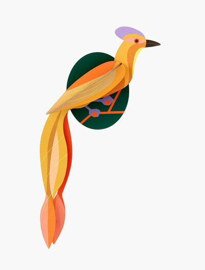 Oiseau de paradis Olango