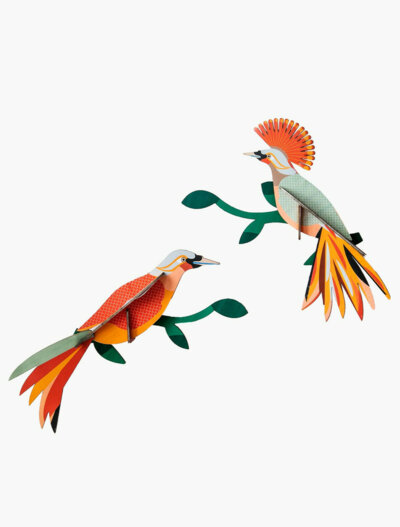 Oiseau de paradis Obi